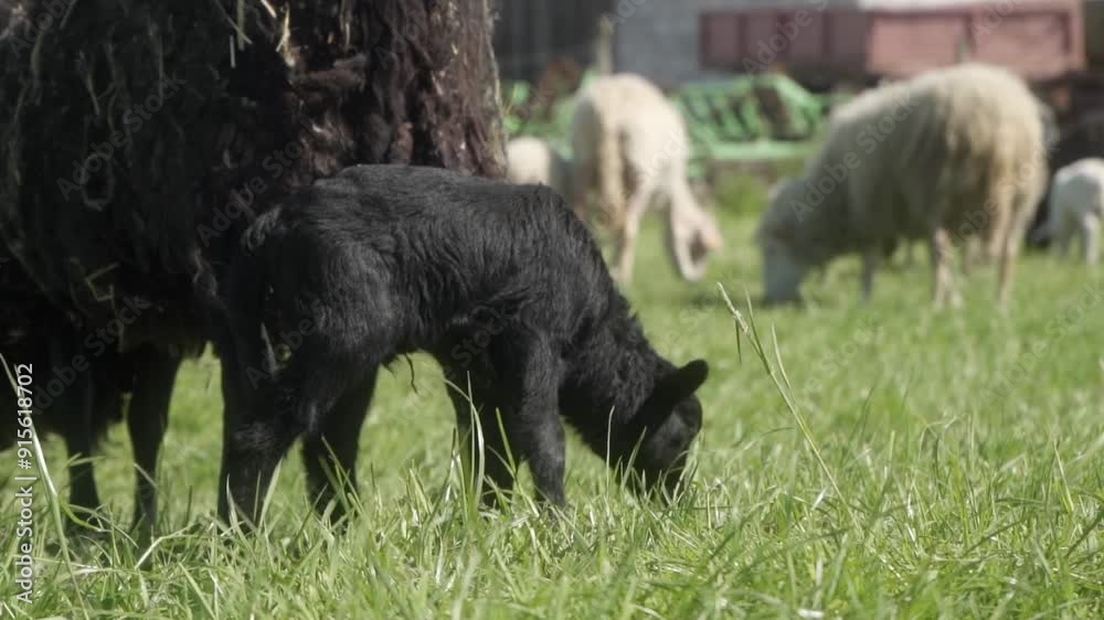 A newborn black lamb grazes in a meadow next to its mother sheep. A sheep with a tag on its ear stands in a pasture with its offspring. Animal husbandry in agriculture. A newborn black lamb grazes in a meadow next to its mother sheep. A sheep with a tag on its ear stands in a pasture with its offspring. Animal husbandry in agriculture.