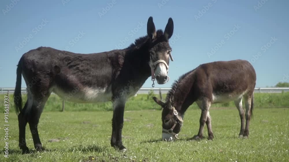 Donkeys graze in the meadow. Two hardworking stubborn donkeys with reins on their muzzles graze in a pasture on a clear sunny day. The use of farm animal labor in agriculture. Donkeys graze in the meadow. Two hardworking stubborn donkeys with reins on their muzzles graze in a pasture on a clear sunny day. The use of farm animal labor in agriculture.