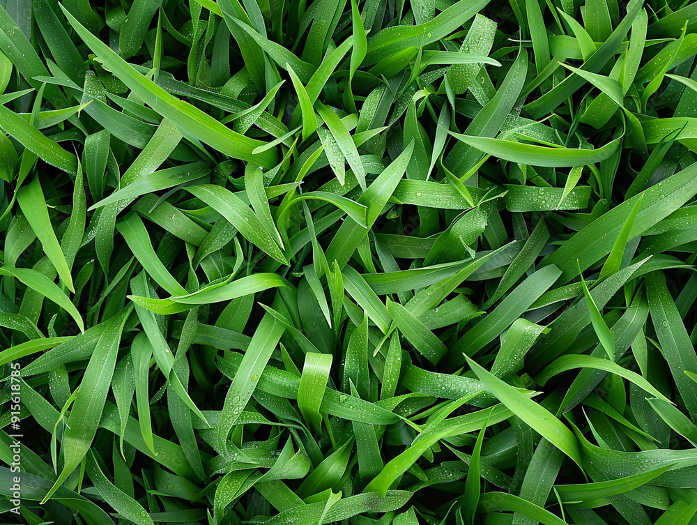 Vibrant green grass blades covering a surface on a bright morning