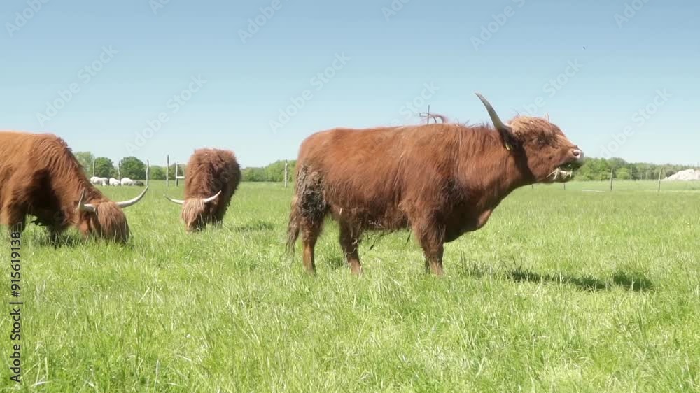 A Highland cow with a cattle ear tag eats grass in a pasture. A red cow ...