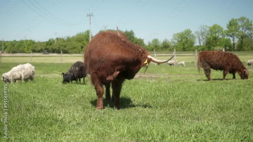 A cow of the Highland Scottish beef breed scratches its side with its long horn, standing in a meadow. Grazing of agricultural cattle on pasture. Animal husbandry for the production of wool and meat. A cow of the Highland Scottish beef breed scratches its side with its long horn, standing in a meadow. Grazing of agricultural cattle on pasture. Animal husbandry for the production of wool and meat.