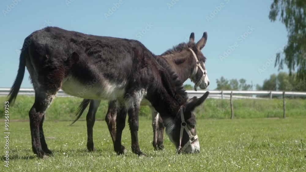 Donkeys graze in the meadow. Two hardworking stubborn donkeys with reins on their muzzles graze in a pasture on a clear sunny day. The use of farm animal labor in agriculture. Donkeys graze in the meadow. Two hardworking stubborn donkeys with reins on their muzzles graze in a pasture on a clear sunny day. The use of farm animal labor in agriculture.