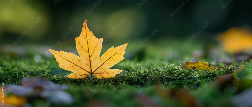 Blurred background of red maple leaves with bokeh effect,atmosphere of autumn wallpaper. Blurred background of red maple leaves with bokeh effect,atmosphere of autumn wallpaper.
