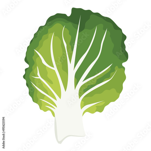 Napa Cabbage Vegetable Illustration 