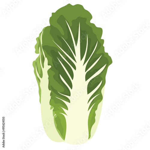 Napa Cabbage Vegetable Illustration 