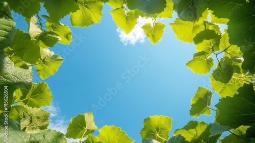 Grape's perspective, looking up, vast blue sky, vineyard tranquility