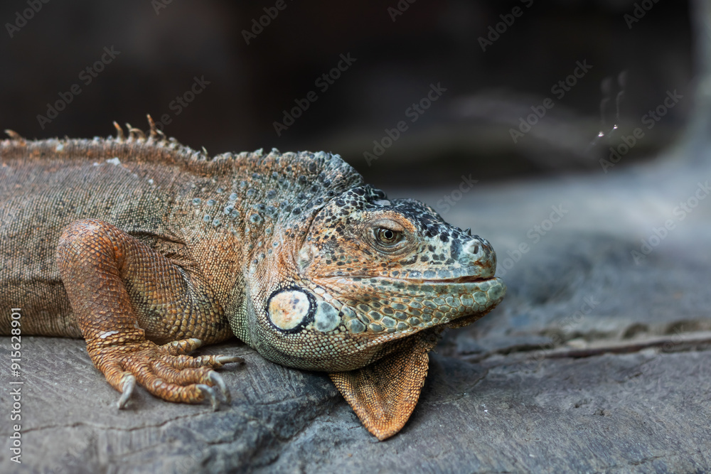 A lizard is currently laying out on a rock with its mouth wide open A lizard is currently laying out on a rock with its mouth wide open
