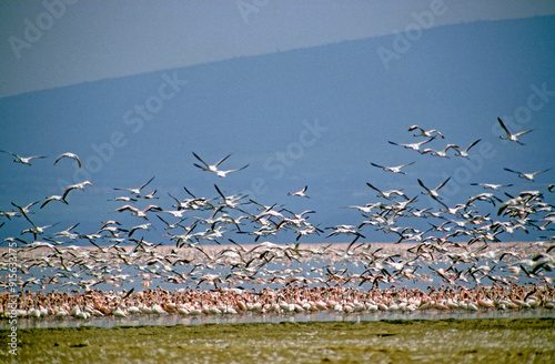 Flamant nain, phoenicopterus minor, Lesser Flamingo, Parc national de Nakuru, Kenya photo