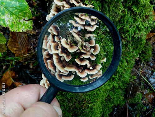 Study of poisonous wood mushrooms through a magnifying glass. Wood gray mushrooms in green moss in autumn in the forest. Looking at mushrooms through a magnifying glass. photo