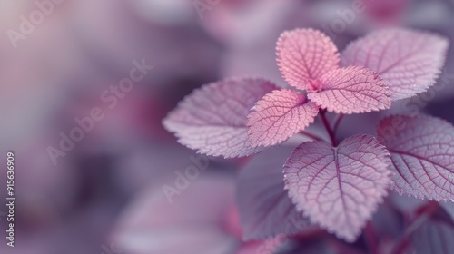 Vibrant Purple Leaves Captured In Natural Setting During Daylight