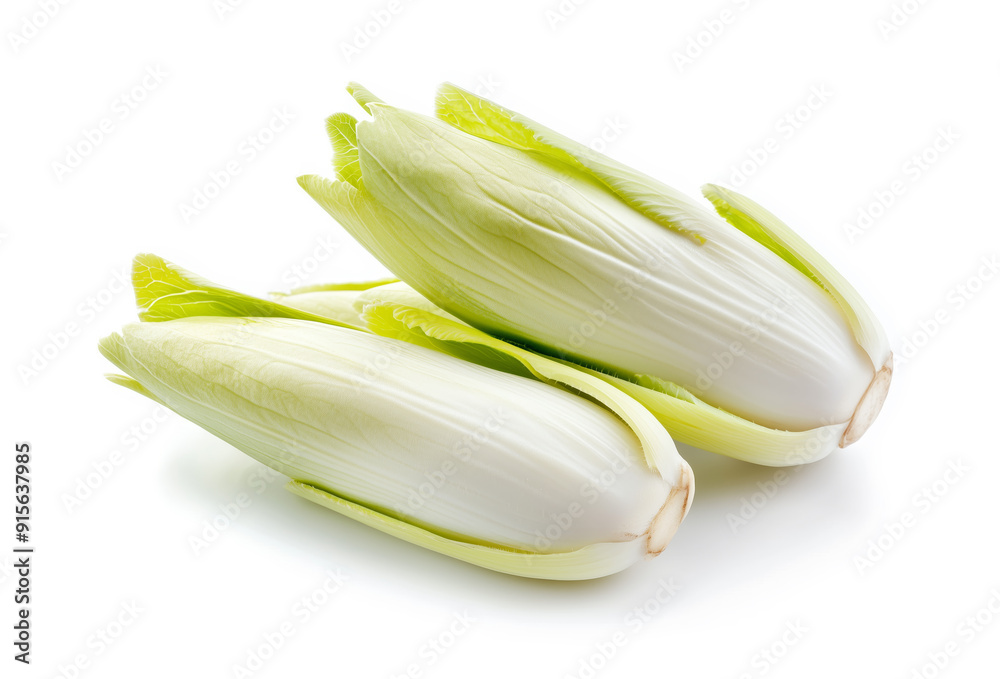 Chicory salad or Belgian endive isolated on white background Chicory salad or Belgian endive isolated on white background