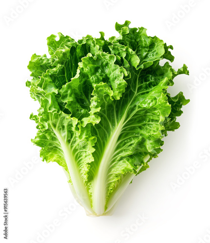 Fresh green lettuce isolated on a white background