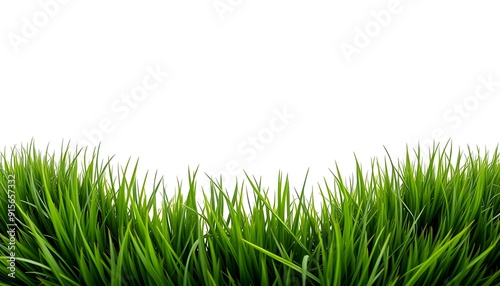 A vibrant close-up of fresh green grass blades isolated against a white background. The lush grass is vividly colored, with sharp edges and natural variations in texture, creating a sense of freshness