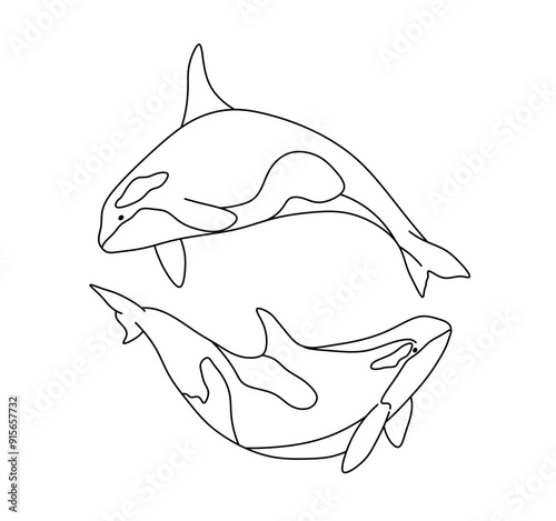 Vector isolated two pair couple killer whales colorless black and white contour line easy drawing