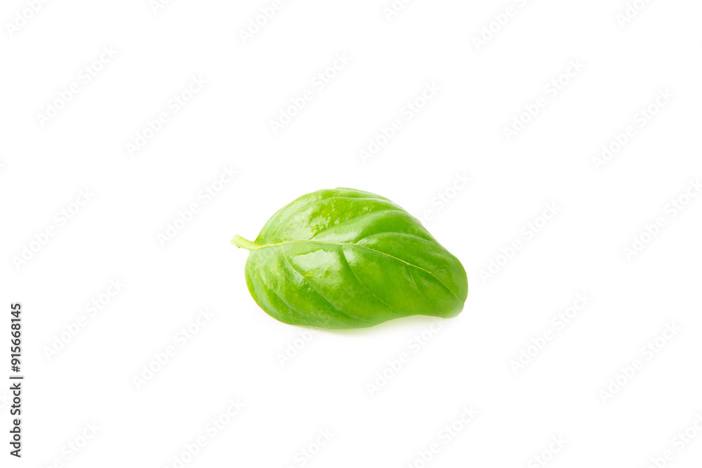 Basil isolated on white background. Fresh organic basil leaves isolated on white background. Spices. Vegan. Basil isolated on white background. Fresh organic basil leaves isolated on white background. Spices. Vegan.