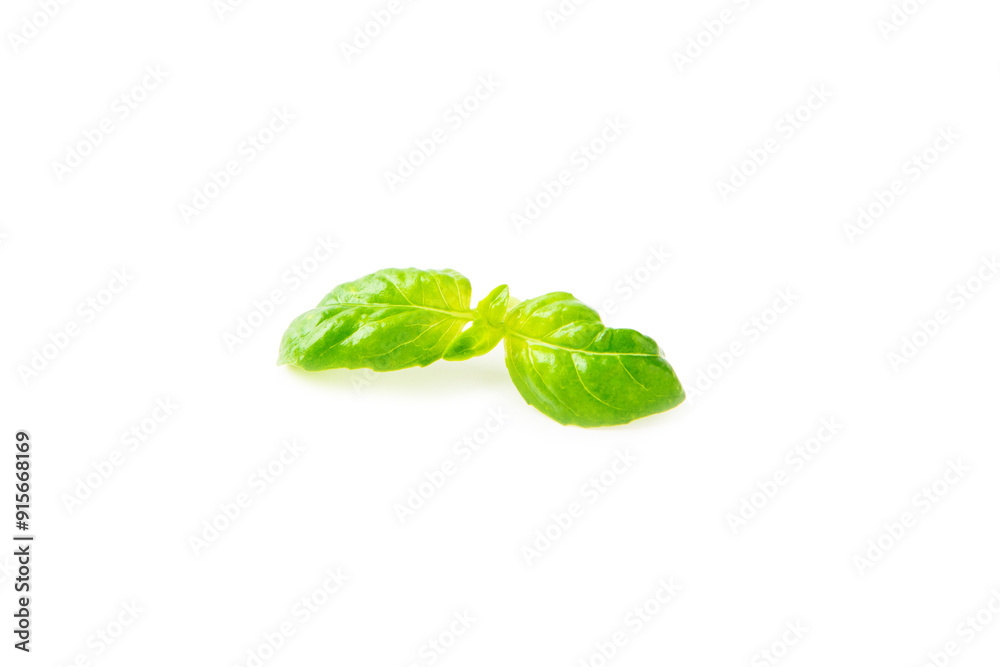Fototapeta premium Basil isolated on white background. Fresh organic basil leaves isolated on white background. Spices. Vegan.