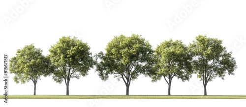 Wallpaper Mural A group of green elm trees isolated against a white background symbolizes nature ecology conservation strength endurance force and life. with copy space image. Place for adding text or design Torontodigital.ca