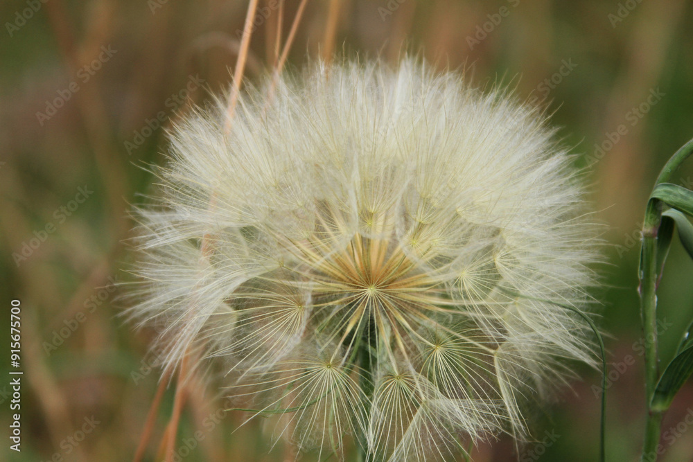 dandelion head dandelion head