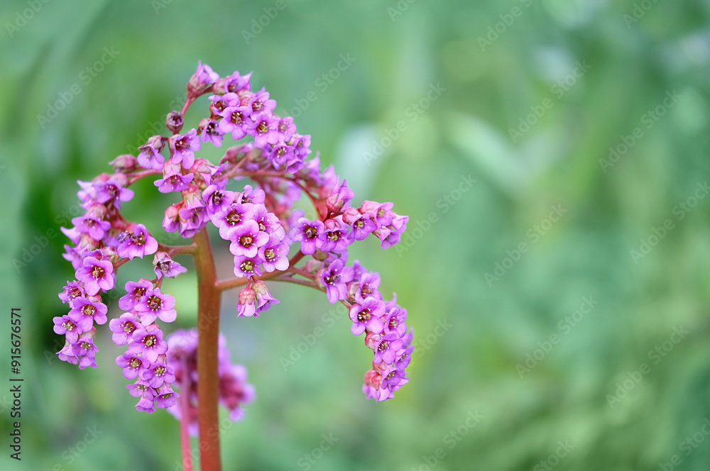 Pink Bergenia stracheyi flower detail close up. Bergenia crassifolia (known as badan, Siberian tea, Strachey’s elephant’s ears). Blossom Bergenia cordifolia in garden. Pink Bergenia stracheyi flower detail close up. Bergenia crassifolia (known as badan, Siberian tea, Strachey’s elephant’s ears). Blossom Bergenia cordifolia in garden.