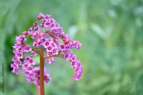 Pink Bergenia stracheyi flower detail close up. Bergenia crassifolia (known as badan, Siberian tea, Strachey’s elephant’s ears). Blossom Bergenia cordifolia in garden.