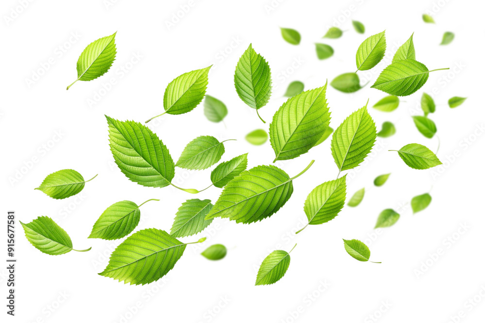 Fototapeta premium Green leaves falling movement png