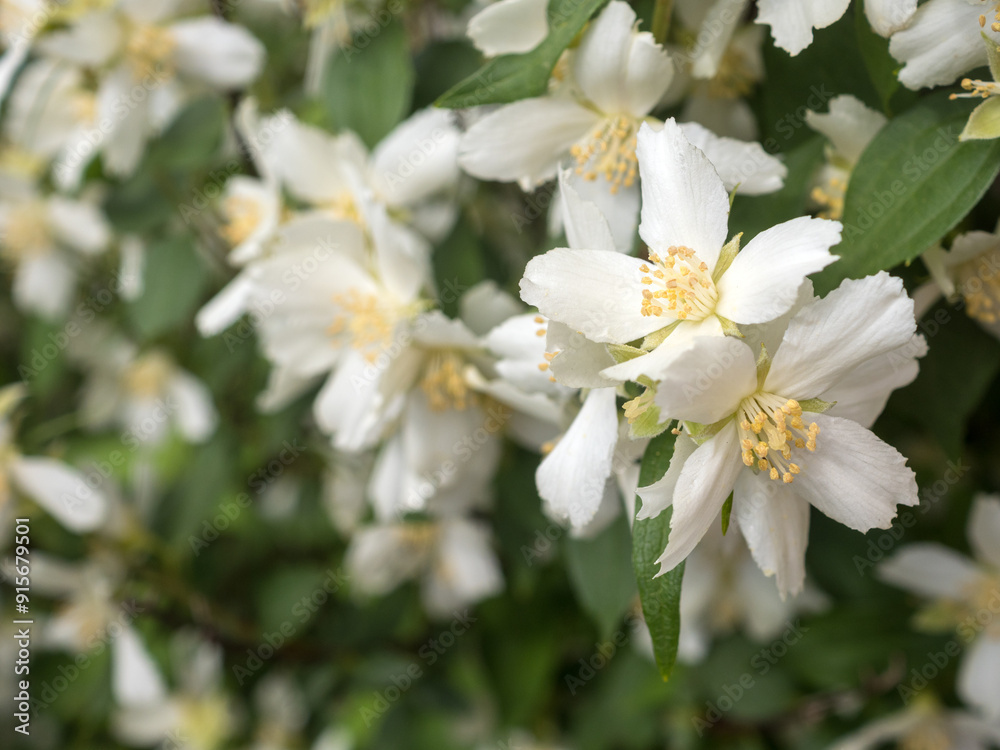 mock orange with white flowers closeup mock orange with white flowers closeup