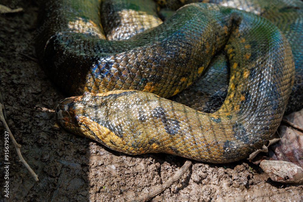 Anaconda. The green or common anaconda is a species of constrictor snake of the boa family. Anaconda. The green or common anaconda is a species of constrictor snake of the boa family.