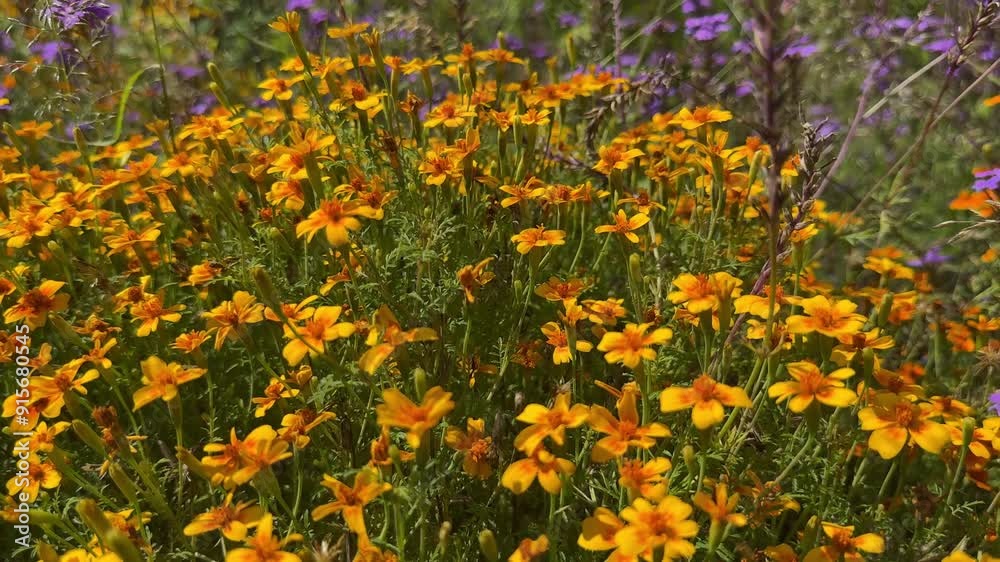 Marigold yellow orange flowers and verbena purple plants. Marigold yellow orange flowers and verbena purple plants.