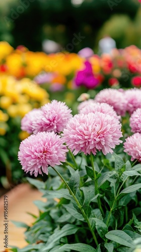 Vibrant purple asters in full bloom against a colorful garden backdrop