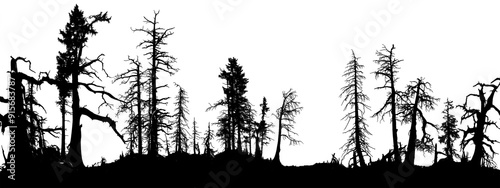 Forest with silhouettes of dead dry trees. Transparent png, add your own background