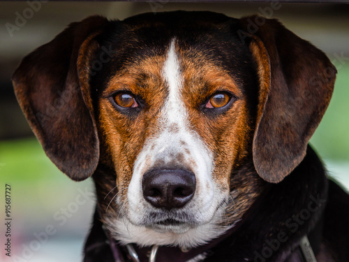Original Mountain Cur dog, extremely loyal and protective to  his family.