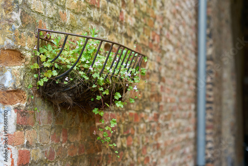 Zimbelkraut, Cymbalaria muralis, als Dekoration in einem Korb in der Altstadt von Brügge in Belgien photo