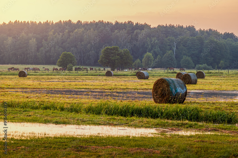 A beautiful rural landscape moments after a storm. Wet meadows. Bales of hay and horses in the distance. Sunset