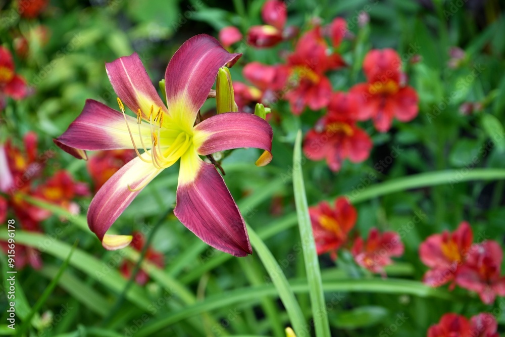 Beautiful Red and yellow Dwarf Yellow Daylily. Hemerocallis Minor. Beautiful Red and yellow Dwarf Yellow Daylily. Hemerocallis Minor.