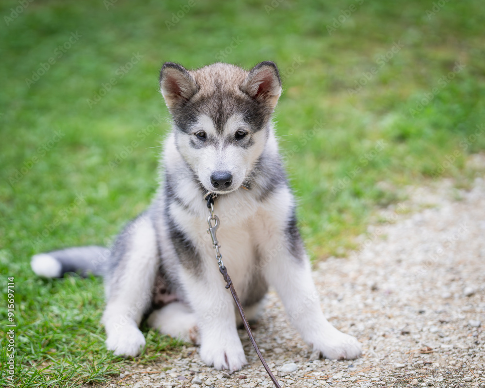 Outdoors portrait of a Alaskan Malamute puppy sitting on the grass. Alaskan Malamute puppy sits on lawn. Outdoors portrait of a Alaskan Malamute puppy sitting on the grass. Alaskan Malamute puppy sits on lawn.
