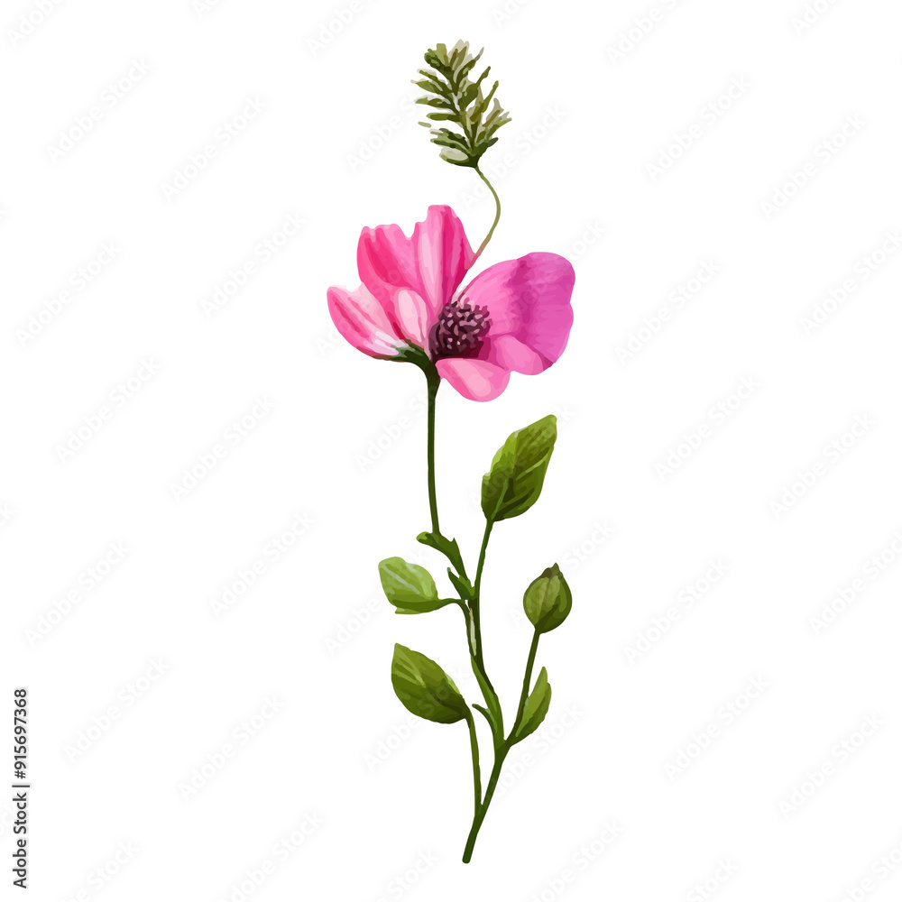 Single pink flower with green leaves and stem on white background. Single pink flower with green leaves and stem on white background.