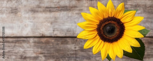 Closeup of a sunflower in full bloom, symbolizing the end of summer on Labor Day