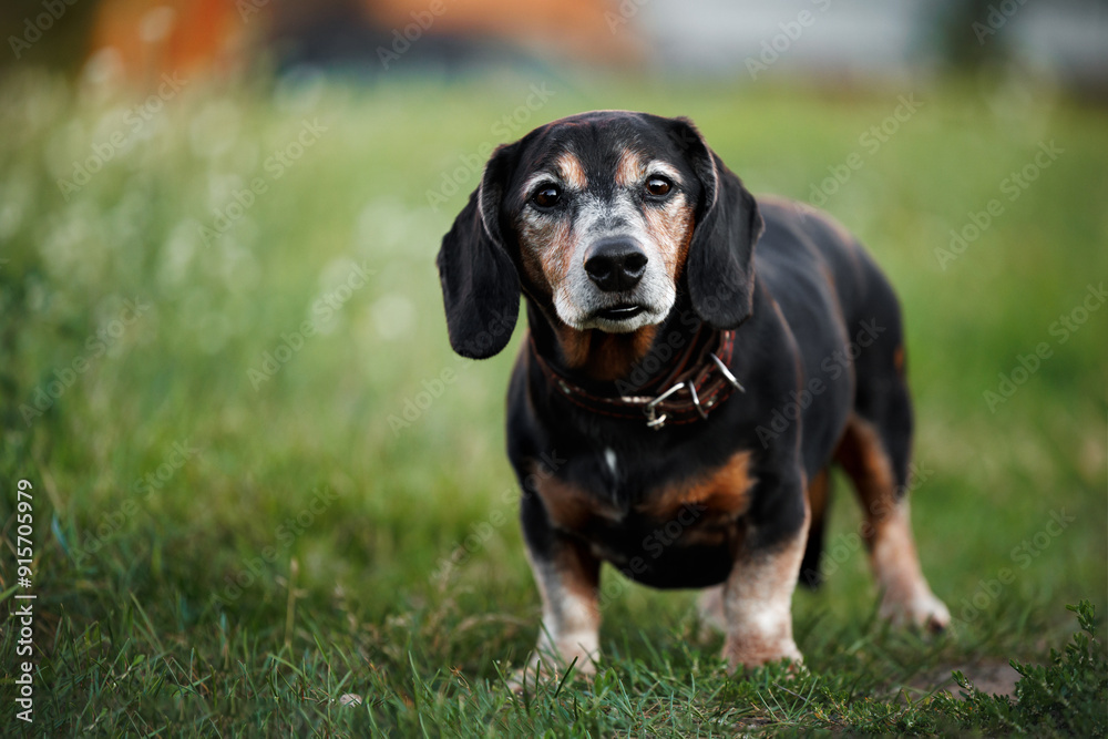 cute old dachshund dog standing on green grass in summer cute old dachshund dog standing on green grass in summer