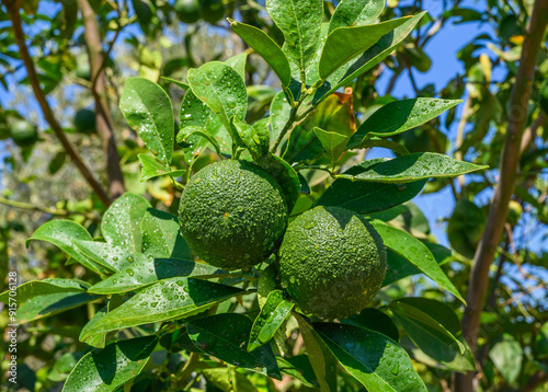 Cuadro en lienzo green oranges on a tree