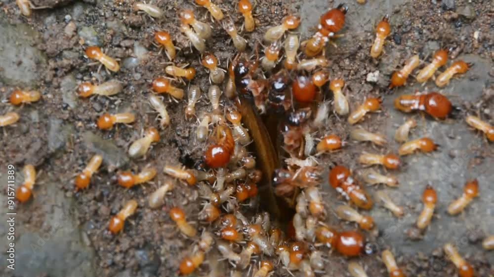 The termite on the ground is searching for food to feed the larvae in the cavity.