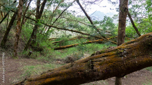 A view of fallen trees in a dense, green forest environment during daytime, with natural light filtering through the foliage.