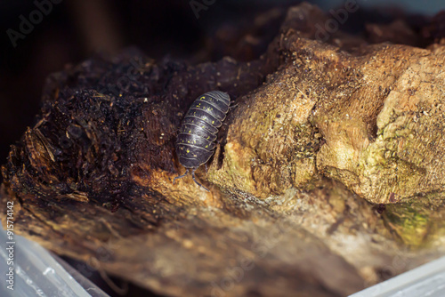 Armadillidium vulgare on brown billet. Roly-poly bug. photo