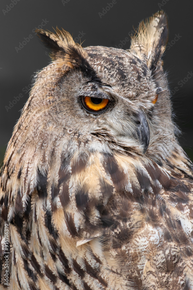 Beautiful portrait of an owl in scotland Beautiful portrait of an owl in scotland