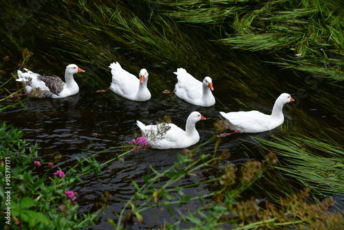 Geese in the river Suir of Cahir Castle Park, Cahir, Co. Tipperary, Ireland photo