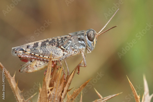 Closeup on a European italian, Italian locust, Calliptamus italicus perched in the vegetation photo