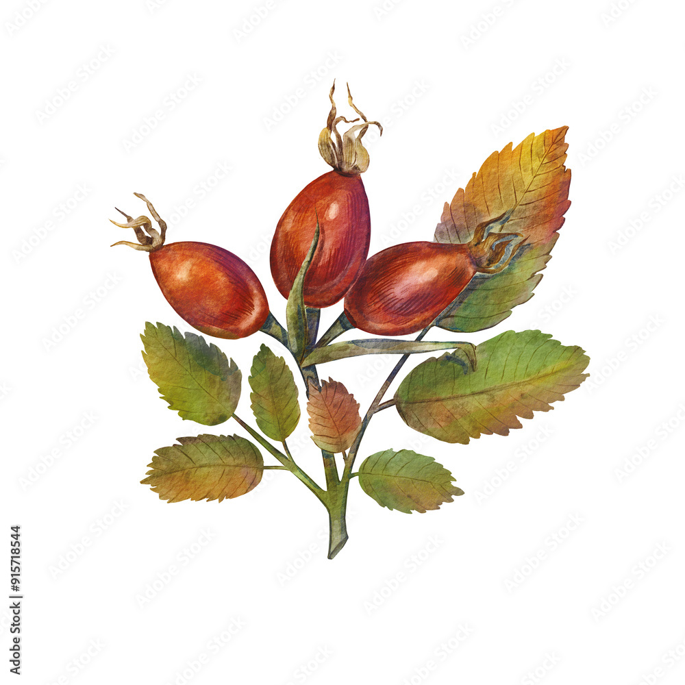 Watercolor of rosehips with lush green leaves on a white background. Illustration branch of wild rose with ripe red berry fruit. Hand drawn rose pink flower. Botanical ideal for designs projects. Watercolor of rosehips with lush green leaves on a white background. Illustration branch of wild rose with ripe red berry fruit. Hand drawn rose pink flower. Botanical ideal for designs projects.