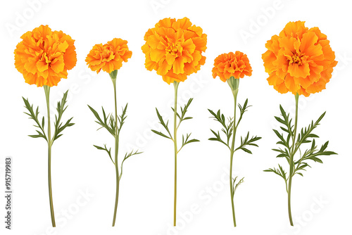 Collection marigolds flowers isolated on a white background