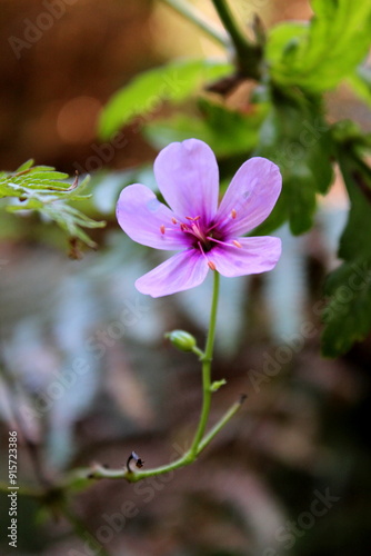  Canary Island geranium, Geranium palmatum