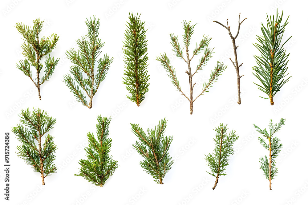 Branch of pine, fir tree collection isolated on white collection