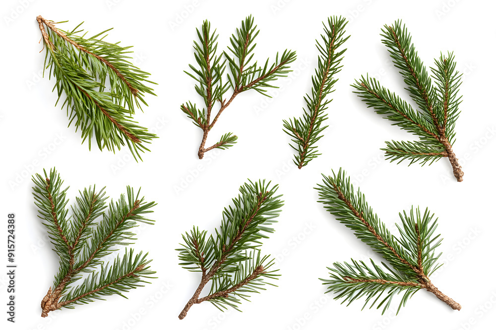 Branch of pine, fir tree collection isolated on white collection Branch of pine, fir tree collection isolated on white collection